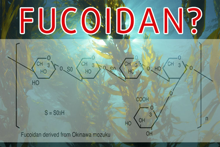 FUCOIDAN là gì?