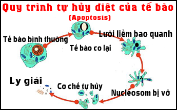 Có khả năng Ức chế tế bào ung thư, hạn chế sự phát triển