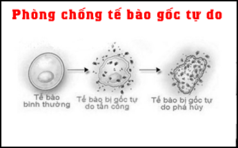 Phòng chống gốc tự do, ngăn ngừa tổn hại tế bào, ngăn cản rối loạn